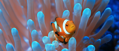 Egypt Golf Packages: 15-Day Luxury Golf & Culture Journey Across Cairo, the Nile & the Red Sea